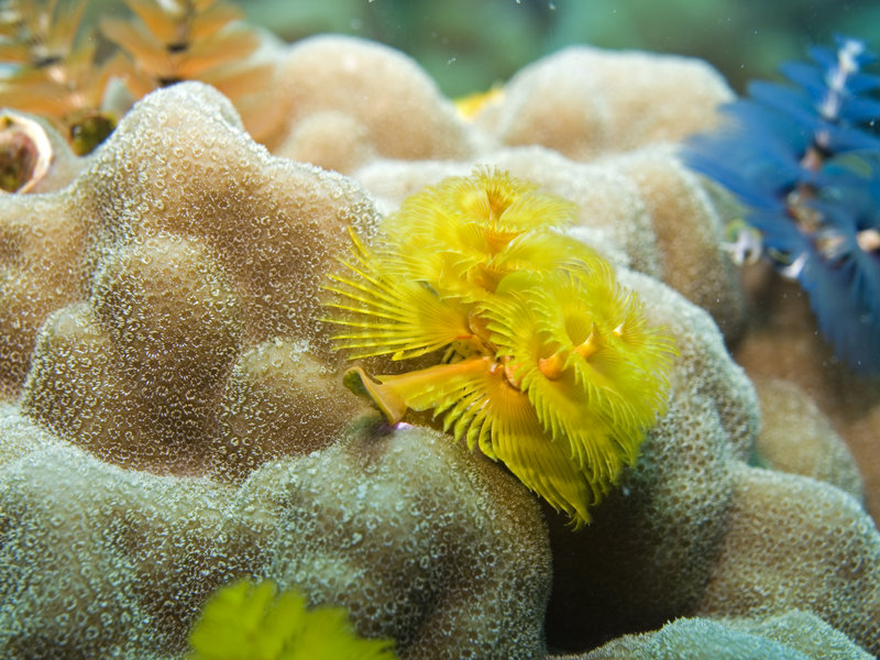 Christmas Tree Worm
